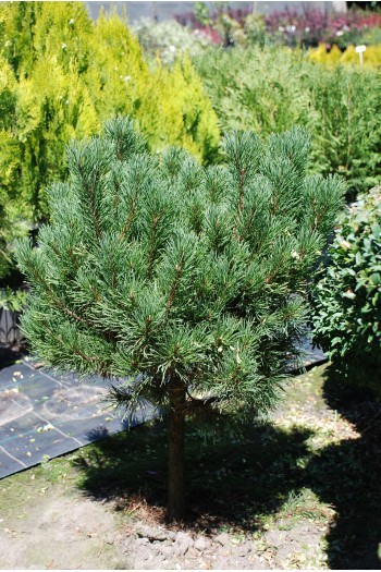 Сосна гiрська Карстенс Вiнтерголд на штамбі | Pinus mugo Carstens Wintergold on shtambe | Сосна горная Карстенс Винтерголд на штамбе